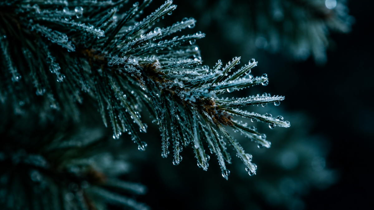 Frost-covered evergreen branch, winter botanical atmosphere